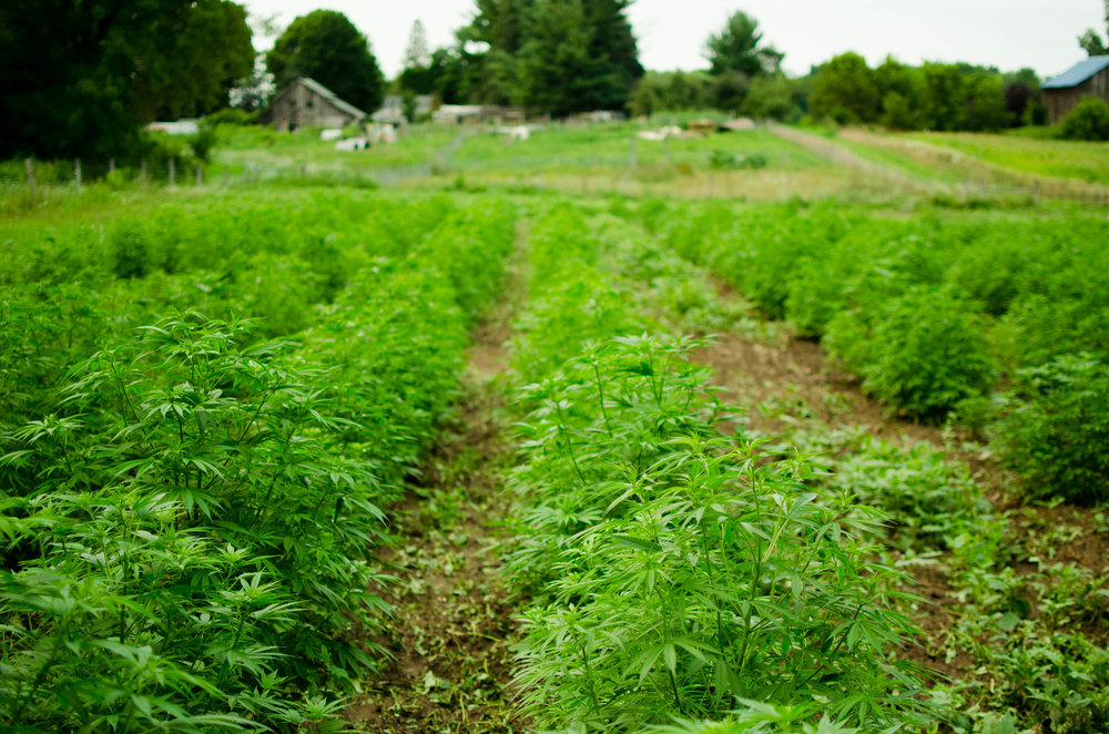 Read more about the article Washington County Hemp Expands with CSG Hemp