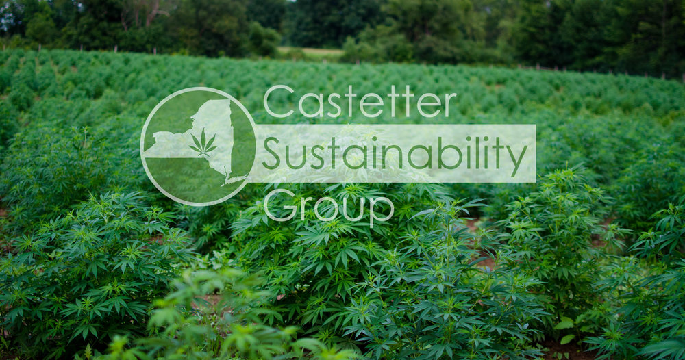 Read more about the article Member CSG Hemp Begins Processing in Southern Tier