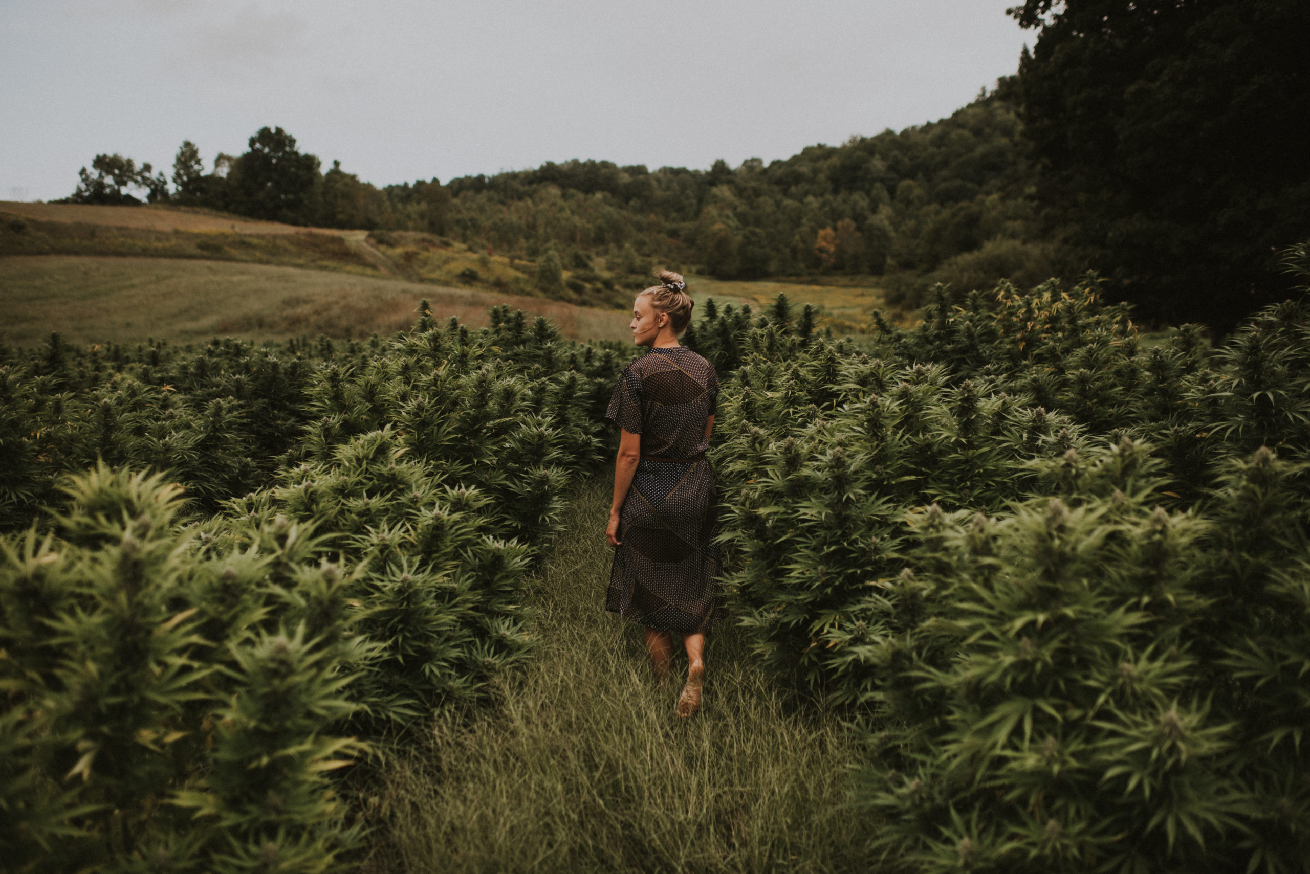 Read more about the article Homestead Hemp grows business while respecting their agricultural roots